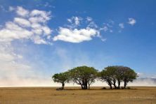 dust rising at ngorongoro.jpg